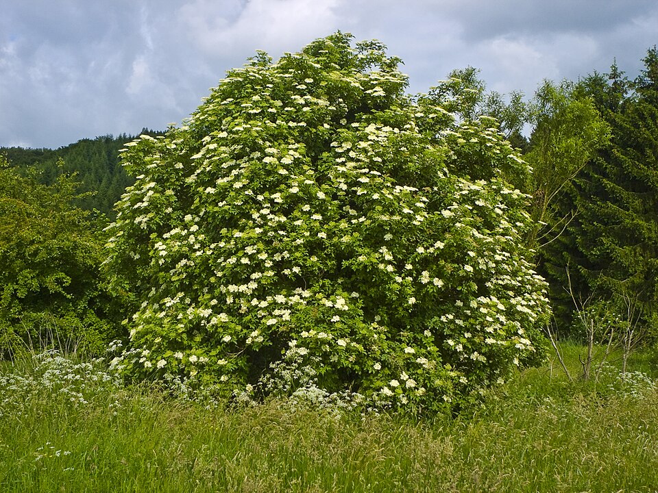 Sambucus nigra — plant habitus (Wikimedia Commons).