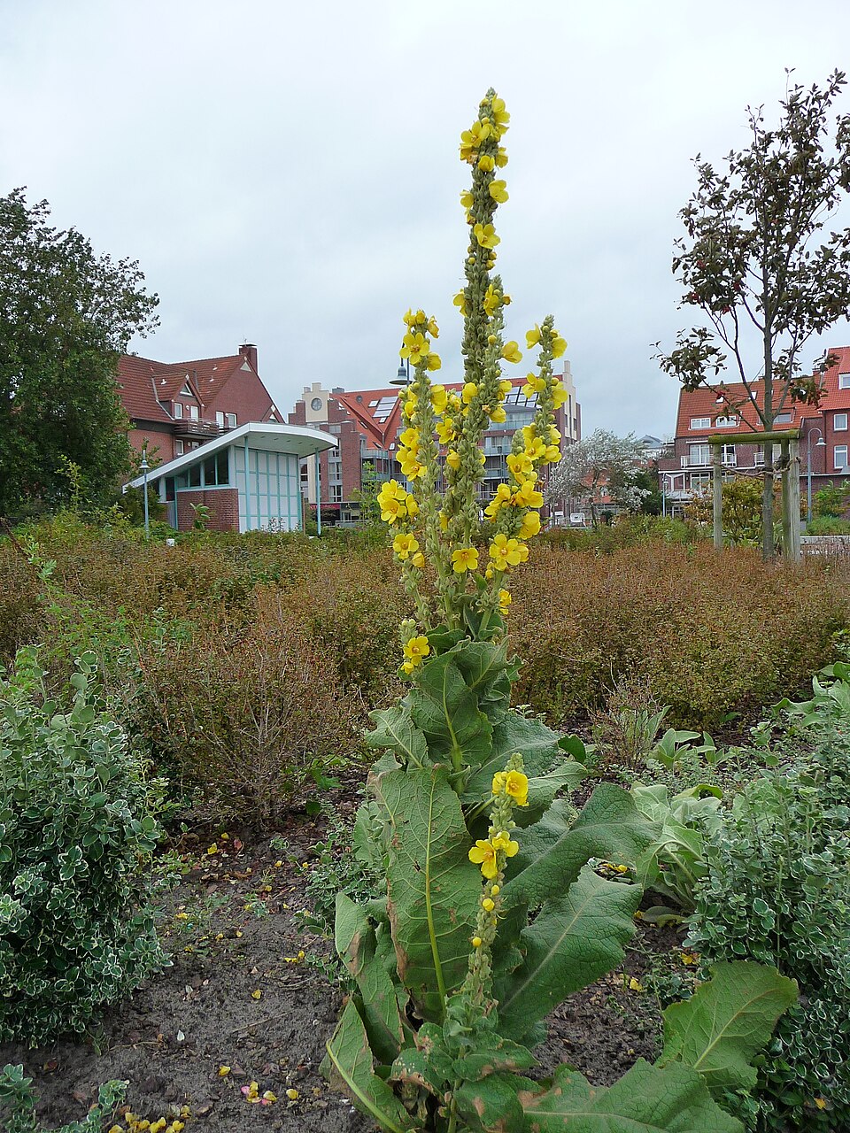 Verbascum thapsus — plant habitus (Wikimedia Commons).