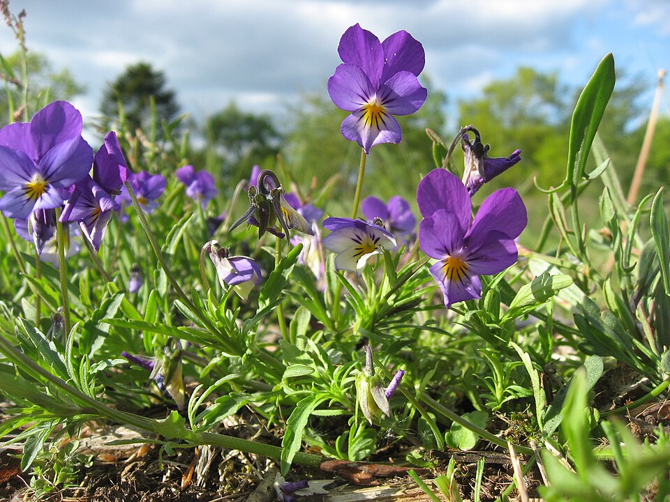 Viola tricolor — plant habitus (Wikimedia Commons).