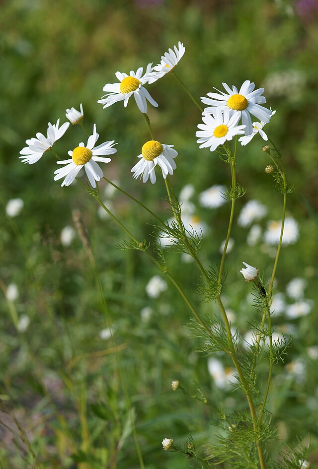 Matricaria chamomilla — flowering plant (photo of Matricaria recutita on Commons; a close relative of chamomile).