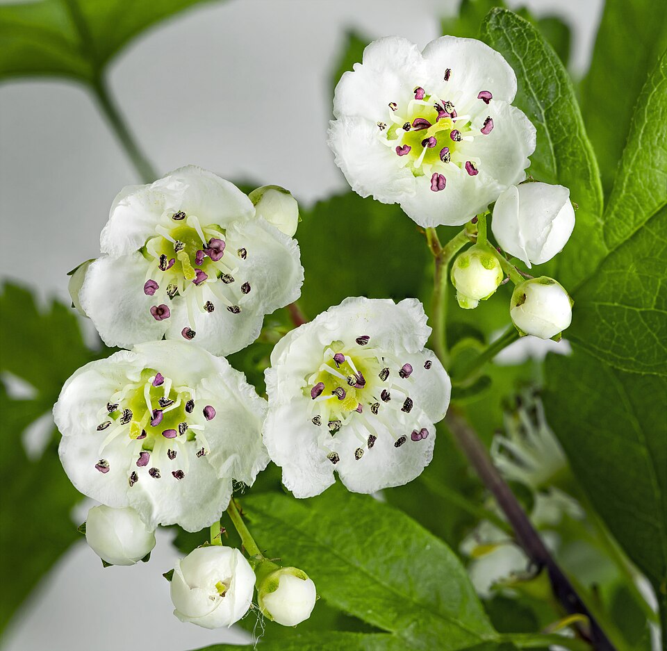 Crataegus monogyna — plant habitus (Wikimedia Commons).