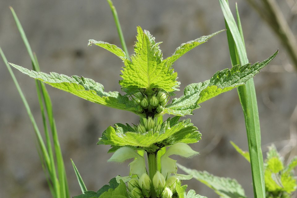 Lamium album — plant habitus (Wikimedia Commons).