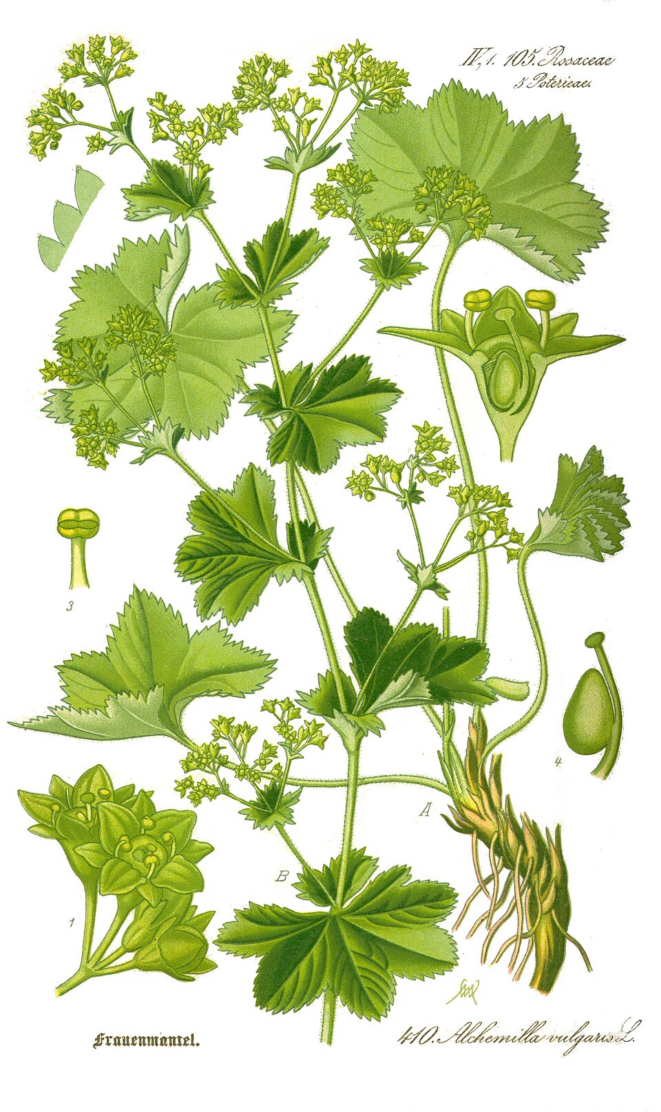 Alchemilla vulgaris — plant habitus (Wikimedia Commons).