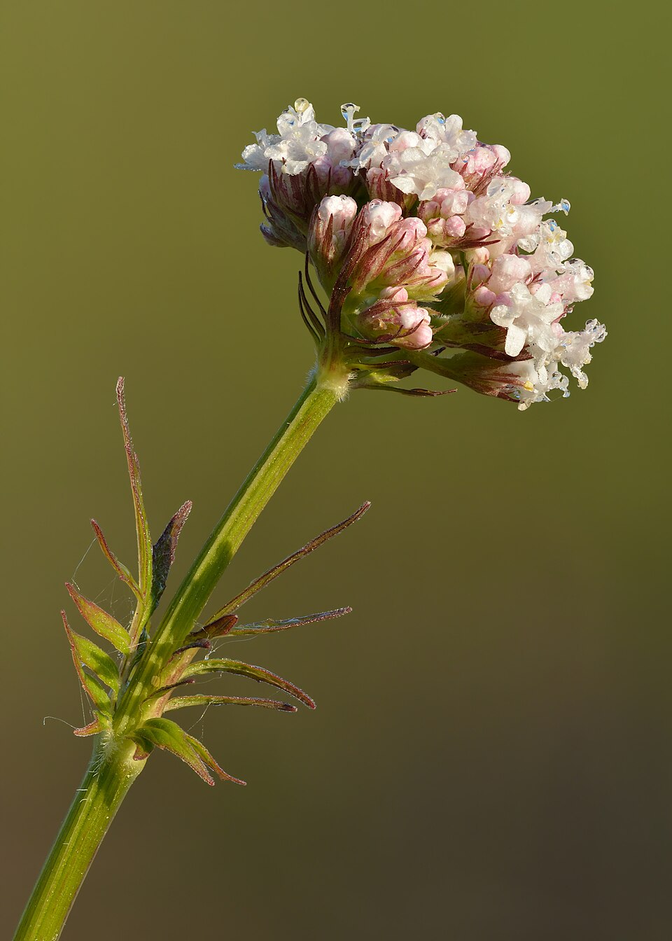 Valeriana officinalis — plant habitus (Wikimedia Commons).
