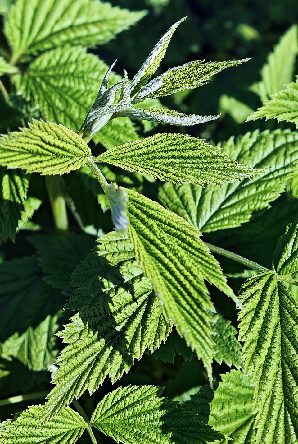 Rubus idaeus — plant habitus (Wikimedia Commons).