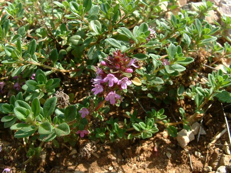 Thymus serpyllum — plant habitus (Wikimedia Commons).
