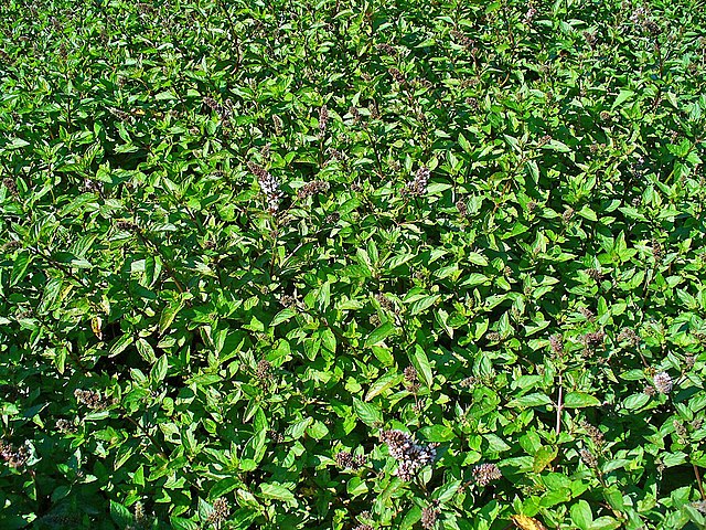 Mentha × piperita — plant habitus.