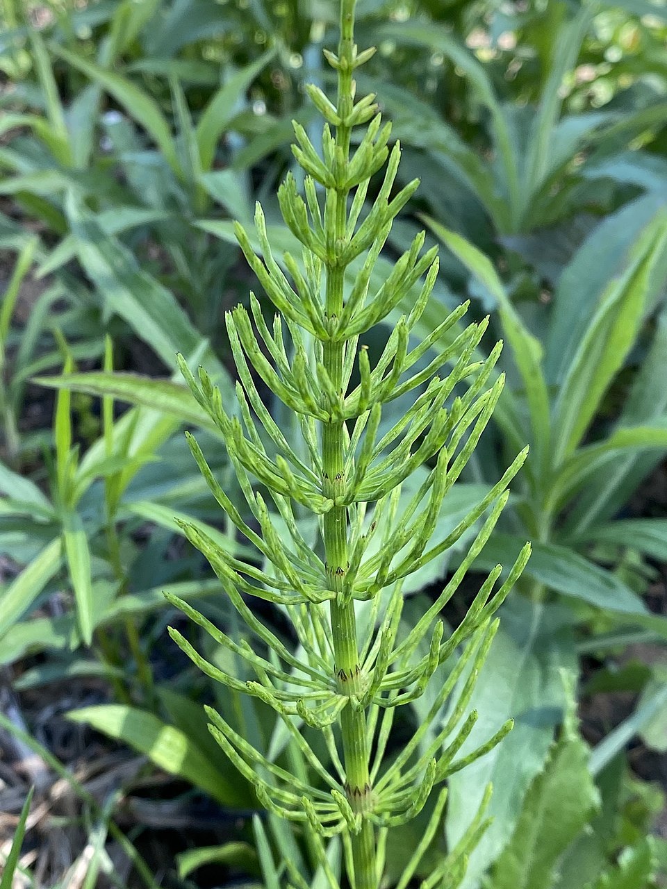 Equisetum arvense — plant habitus (Wikimedia Commons).