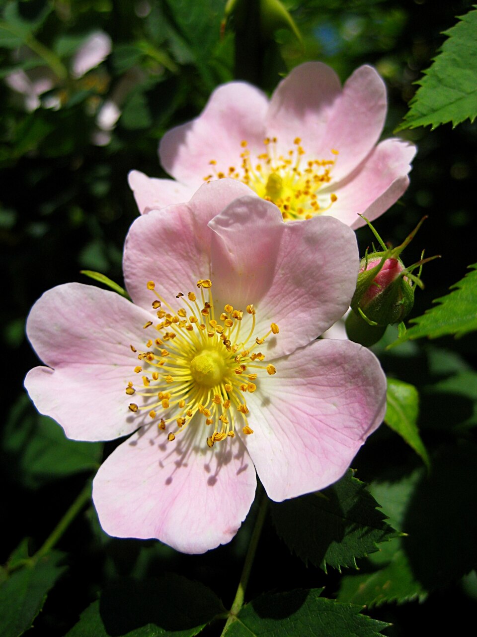 Rosa canina — plant habitus (Wikimedia Commons).