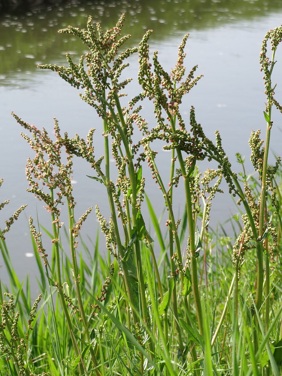 Rumex acetosa — plant habitus (Wikimedia Commons).