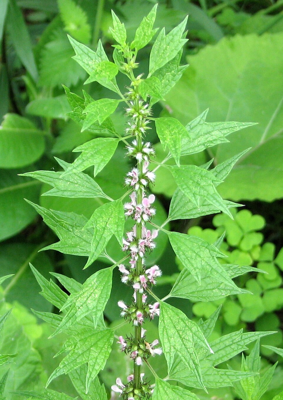 Leonurus cardiaca — plant habitus (Wikimedia Commons).